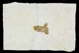 Fossil Lobster Tail - Germany #108917-1